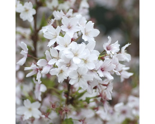 Cerisier du Japon nain FloraSelf Prunus kurilensis 'Brillant' demi-tige 125 cm H 150-175 cm Co 18 L