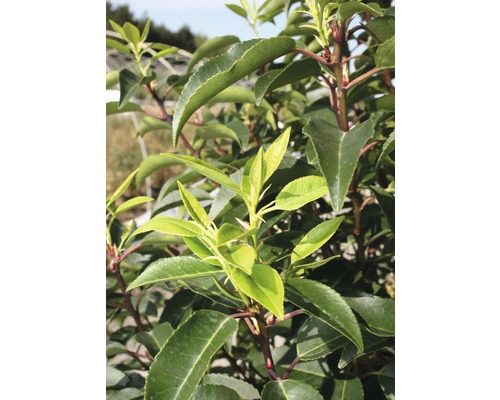 Laurier du Portugal FloraSelf Prunus lusitanica 'Angustifolia' demi-tige 125 cm H 150-175 cm Co 18 L