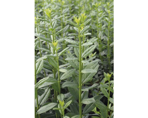 Troène FloraSelf Ligustrum vulgare 'Straight Talk' h 50-60 cm Co 4,5 l