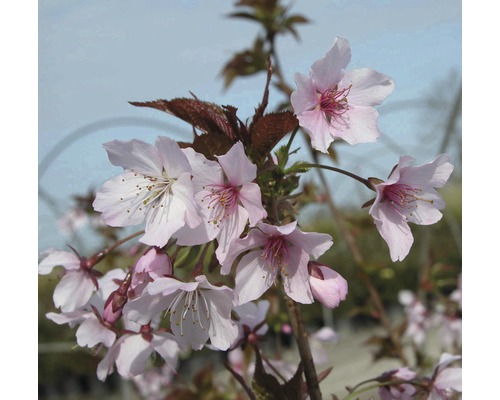 Cerisier du Japon FloraSelf Prunus kurilensis 'Ruby' H 40-60 cm Co 4,5 L