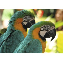 Papier peint photo intissé Macaw Love Birds 400 x 260 cm-thumb-0