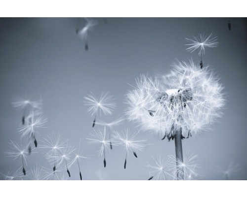 Fototapete Vlies Dandelion in the Wind grau 350 x 260 cm-0