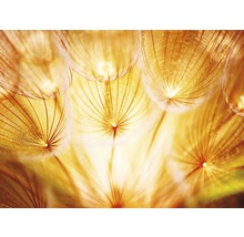 Papier peint photo intissé Soft Dandelion Flowers 350 x 260 cm-thumb-0