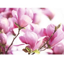 Papier peint photo intissé Pink Magnolia 500 x 280 cm-thumb-0