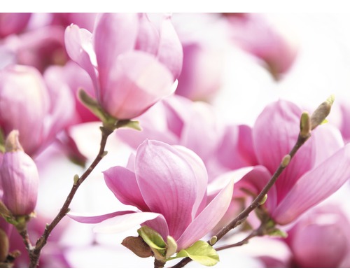 Papier peint photo intissé Pink Magnolia 500 x 280 cm-0