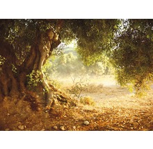 Papier peint photo intissé Old Olive Tree 350 x 260 cm-thumb-0