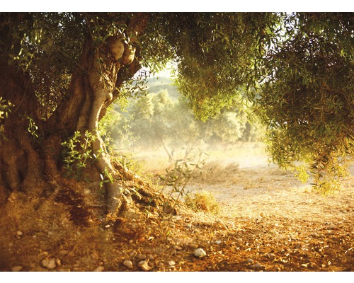 Papier peint photo intissé Old Olive Tree 350 x 260 cm-0