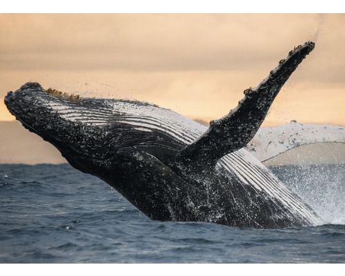 Papier peint photo intissé Humpback Whale 350 x 260 cm-0