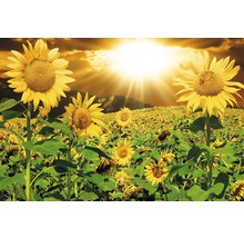 Fototapete Vlies Sunflowers 350 x 260 cm-thumb-0
