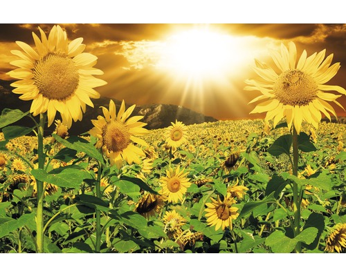 Fototapete Vlies Sunflowers 350 x 260 cm-0
