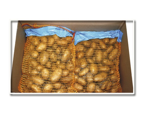 Plants de pommes de terre Quedlinburger Solanum tuberosum 'Solist' 2,5kg