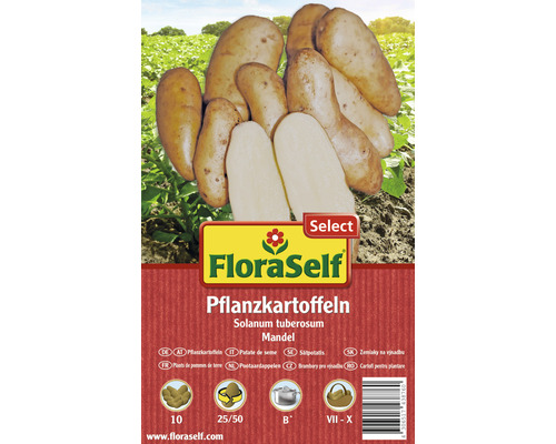 Plants de pommes de terre FloraSelf Select Solanum tuberosum 'Amande' 10 pièces