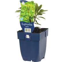 Euphorbe multicolore FloraSelf Euphorbia x martinii h 5-30 cm Co 0,5 l-thumb-0