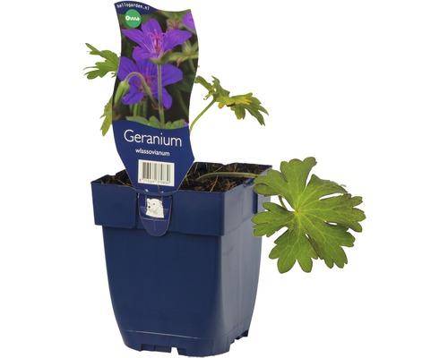 Géranium de Sibérie Geranium wlassovianum H 10-40 cm Co 0,5 L (6 pces)