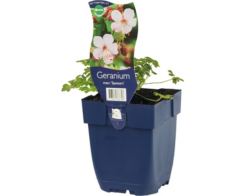 Géranium Geranium macrorrhizum 'Spessart' h 5-40 cm Co 0,5 l (6 pièces)