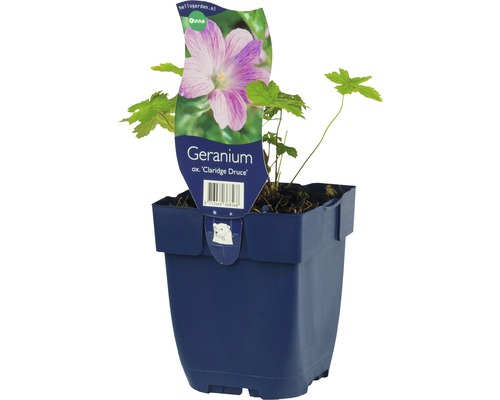 Géranium Geranium x oxonianum 'Claridge Druce' h 5-50 cm Co 0,5 l (6 pièces)