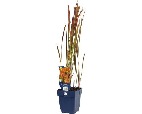 Impérate cylindrique Imperata cylindrica ‘Red Baron‘ h 5-70 cm Co 0,5 l (6 pces)