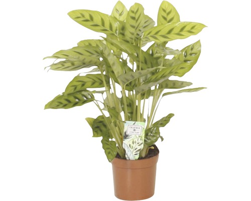 Calathée safranée FloraSelf Calathea-Cultivars 'Leopardina' H 35-45 cm Ø 12 cm pot