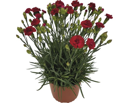 Mélange aromatique œillet mignardise FloraSelf Dianthus Devon Cottage h 15-30 cm Co 5 l diff. variétés-0