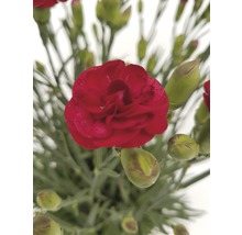 Mélange aromatique œillet mignardise FloraSelf Dianthus Devon Cottage h 15-30 cm Co 5 l diff. variétés-thumb-2