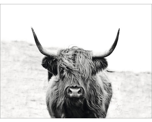 Tableau sur toile Scottish Higland Cattle 116x84 cm