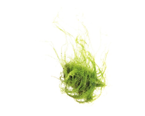 Amblystégie rampante - Amblystegium serpens in-vitro-0