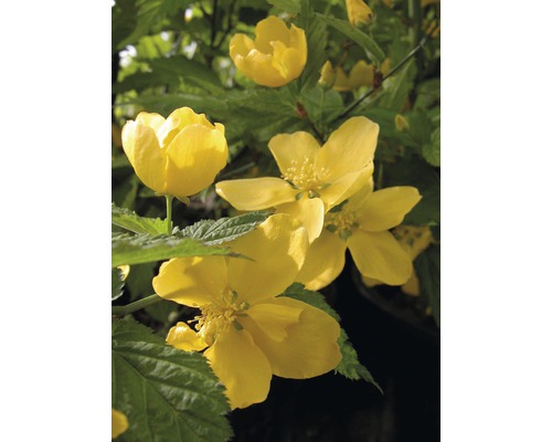 Corète du Japon FloraSelf Kerria japonica 'Golden Guinea' H 60-80 cm Co 4,5 L