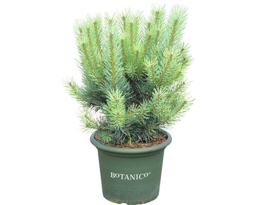 Pin sylvestre Botanico Pinus sylvestris 'Watereri' H 50-60 cm Co 10 L