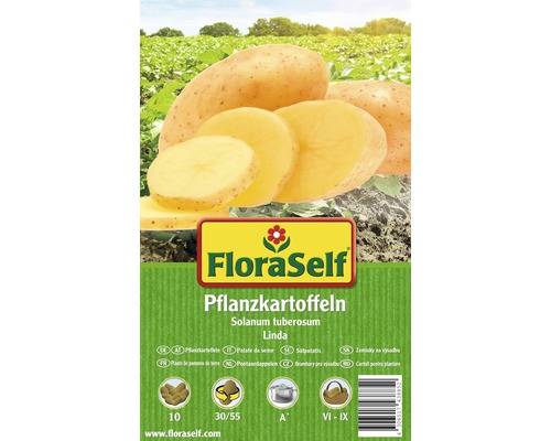 Plants de pomme de terre FloraSelf Solanum tuberosum 'Linda' 10 pièces