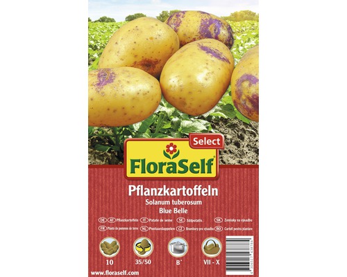 Plants de pomme de terre FloraSelf Solanum tuberosum 'Blue Belle' 10 pièces