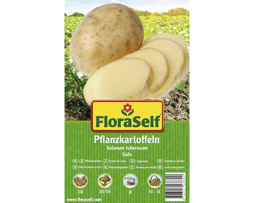 Plants de pommes de terre FloraSelf Solanum tuberosum 'Gala' 10 pièces