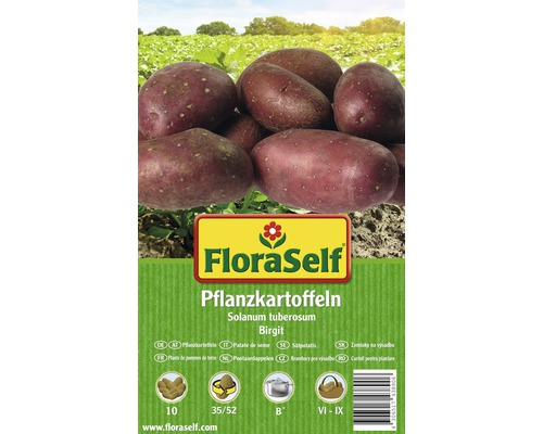 Plants de pommes de terre FloraSelf Solanum tuberosum 'Birgit' 10 pièces