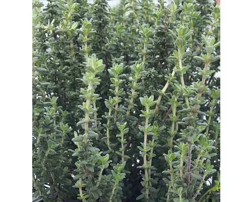 6 x thym italien Thymus vulgaris 'Faustini' h 5-20 cm Co 0,5 l