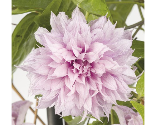 Clématite à grosses fleurs Clematis Hybride 'Multi Pink' H env. 90 cm pot 2,3 L beaucoup de boutons de fleurs