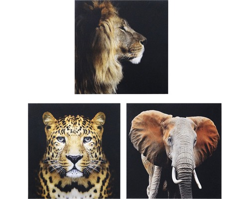 Leinwandbild Animals 3x 50x50 cm