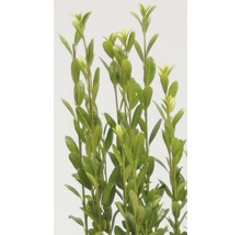 Houx japonais fastigié FloraSelf Ilex crenata 'Fastigiata' H 30-40 cm Co 2 L-thumb-2