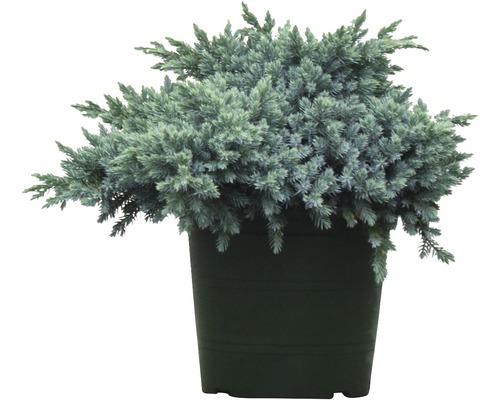 Genévrier rampant bleu FloraSelf Juniperus squamata 'Blue Star' H 25-30 cm Co 3,7 L