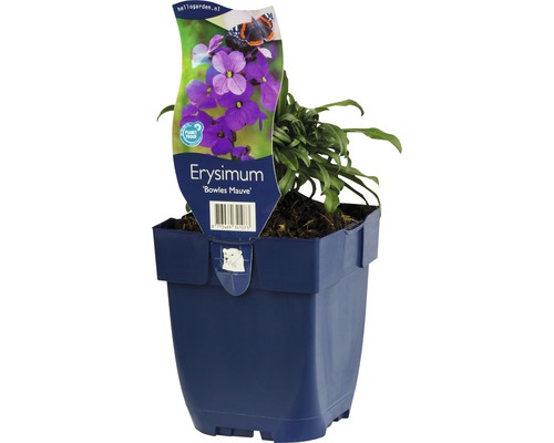 Giroflée mauve Erysimum-Cultivars 'Bowles Mauve' h 5-60 cm Co 0,5 l (6 pièces)