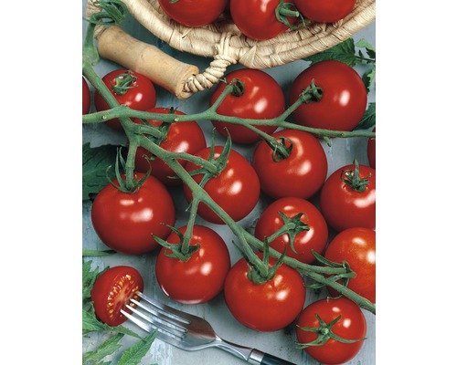 Tomate FloraSelf Lycopersicum esculentum var. esculentum 'Piccolino' pot Ø 12 cm