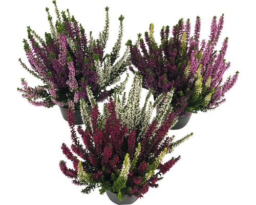 Bruyère à feuilles tricolores FloraSelf Calluna vulgaris 'Beauty Ladies' Trio Ø 9,5 cm pot