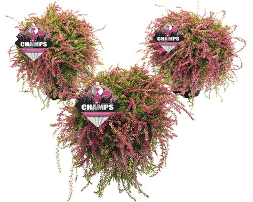 Callunes suspendues FloraSelf Calluna vulgaris Beauty Ladies 'Champs' Ø 14 cm pot