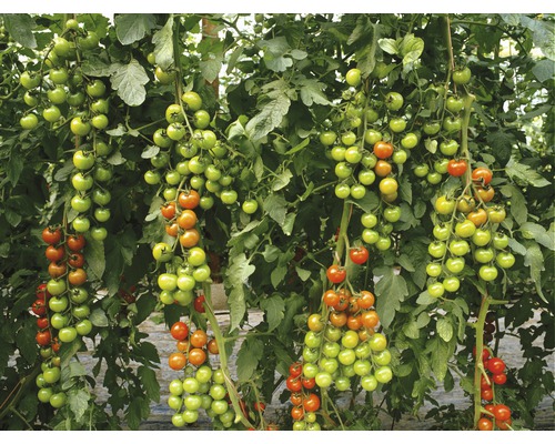 Tomate cerise 'Favorita' F1 FloraSelf pot Ø 12 cm, greffée