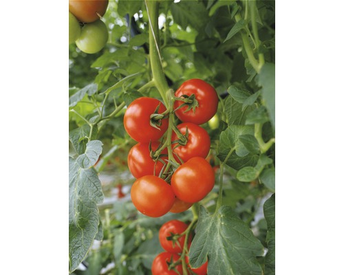 Tomate grappe d'extérieur 'Philona' F1 FloraSelf pot Ø 12 cm greffée