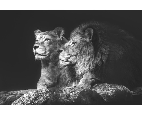 Tableau sur toile Lion Couple 100x150 cm