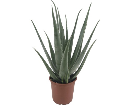 Aloe vera FloraSelf h 55-70 cm pot Ø 21 cm