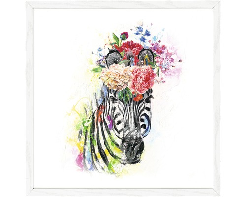 Image encadrée Colourful Zebra 33x33cm