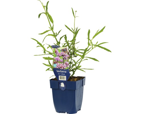 Verveine Verbena bonariensis 'Lollipop' H 5-60 cm Co 0,5 L (6 pces)