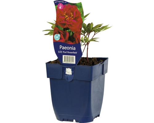 Pivoine Paeonia-Cultivars 'Karl Rosenfield' h 5-80 cm Co 0,5 l (6 pce.)
