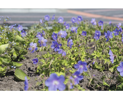Géranium de l'Himalaya Geranium himalayenses 'Baby Blue' H 10-40 cm co 0,5 l (6 pces)