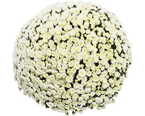 Chrysanthème boule Ø 55+ cm FloraSelf Chrysanthemum indicum Ø 19 cm diamètre de la plante env. 55 cm sélection aléatoire de variétés